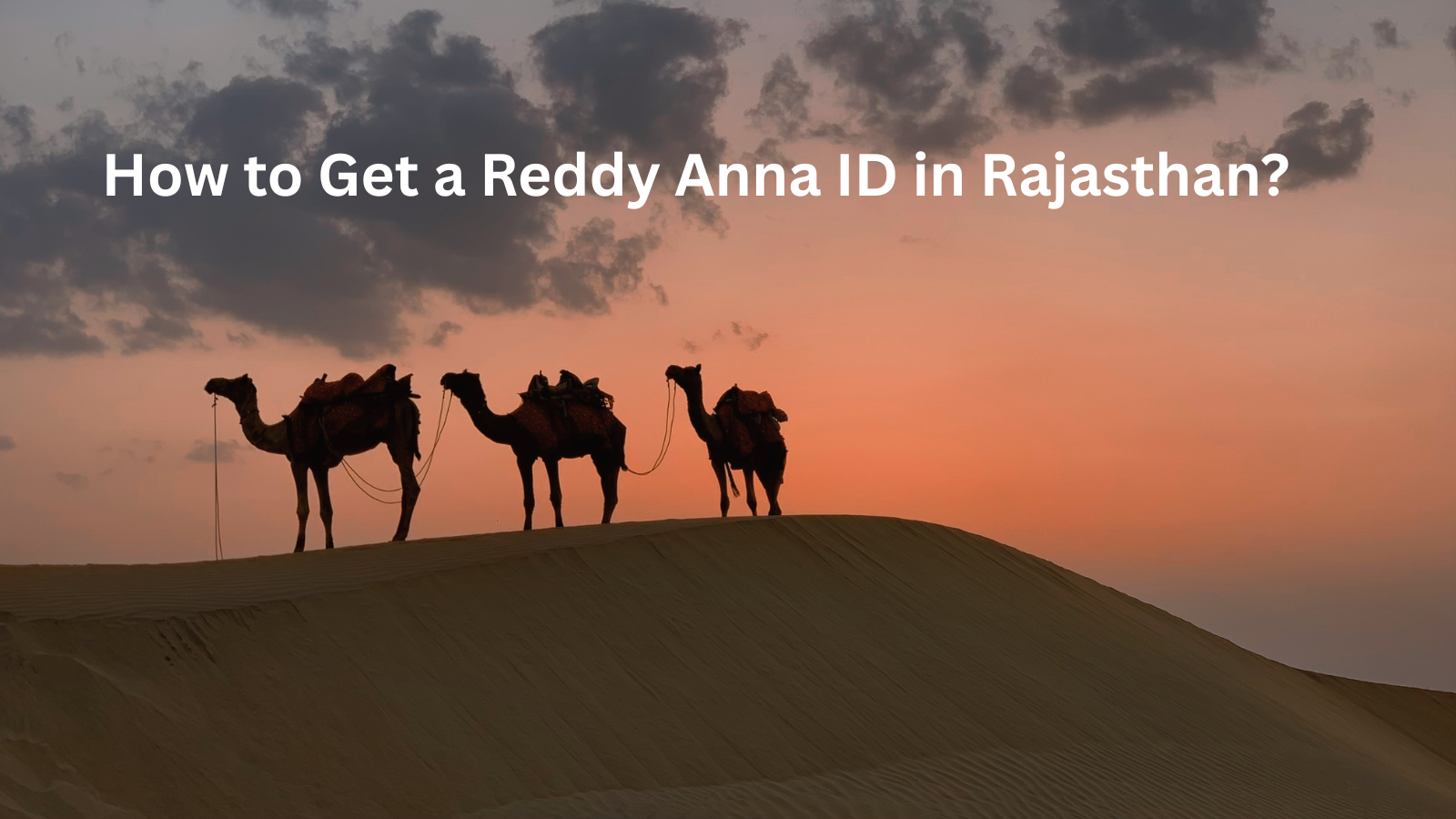 How to Get a Reddy Anna ID in Rajasthan (Jaipur, Udaipur, Jodhpur, Kota, Ajmer)